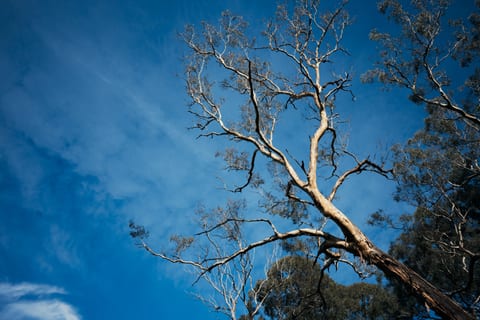 Bare eucalyptus branches against a vivid blue sky