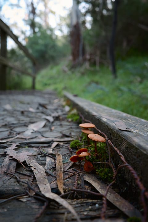 Small orange mushrooms growing beside a weathered wooden path in bushland