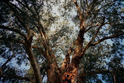 Looking up into the branching canopy of a large eucalyptus tree